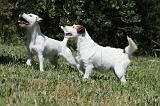 PARSON RUSSEL TERRIER 142